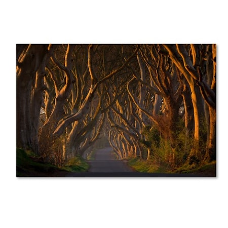 Piotr Galus 'The Dark Hedges In The Morning Sunshine' Canvas Art,22x32